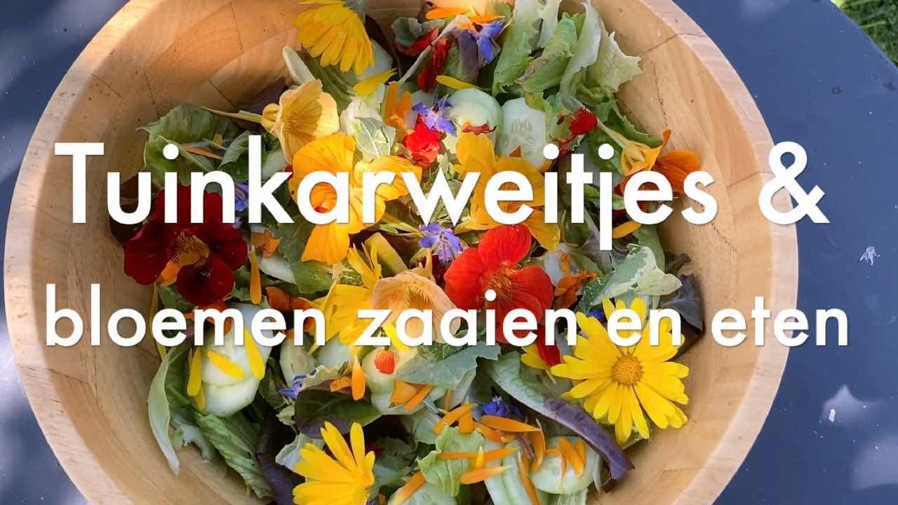 Ini's Moestuin #65 Tuinkarweitjes o.a. compost keren & bloemen zaaien en eetbare bloemen oogsten.