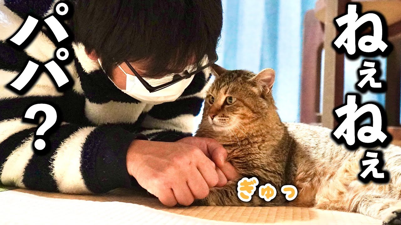 庭に住みついた野良猫を家猫へ#14【パパとトラの関係】