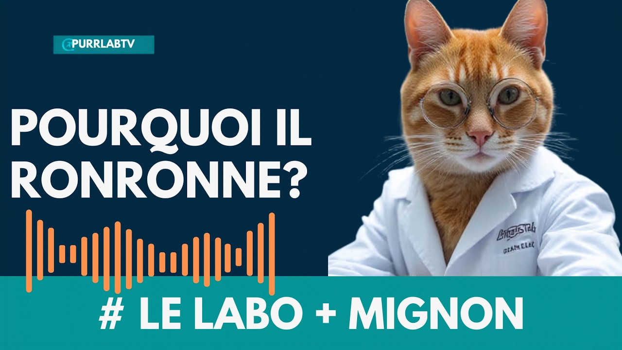 Pourquoi le ronronnement de votre chat est plus important que vous ne le pensez