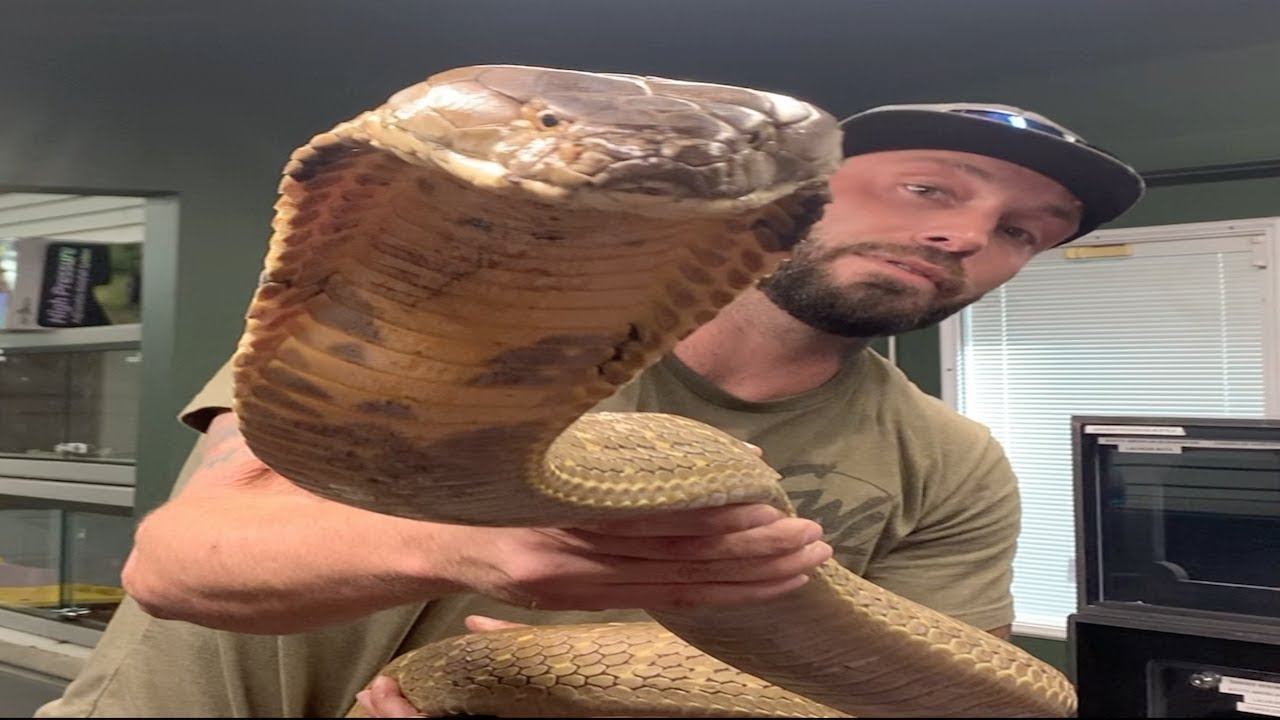 KING COBRA!!!!! TAKING CARE OF 2 GIANT KING COBRAS!!!!!