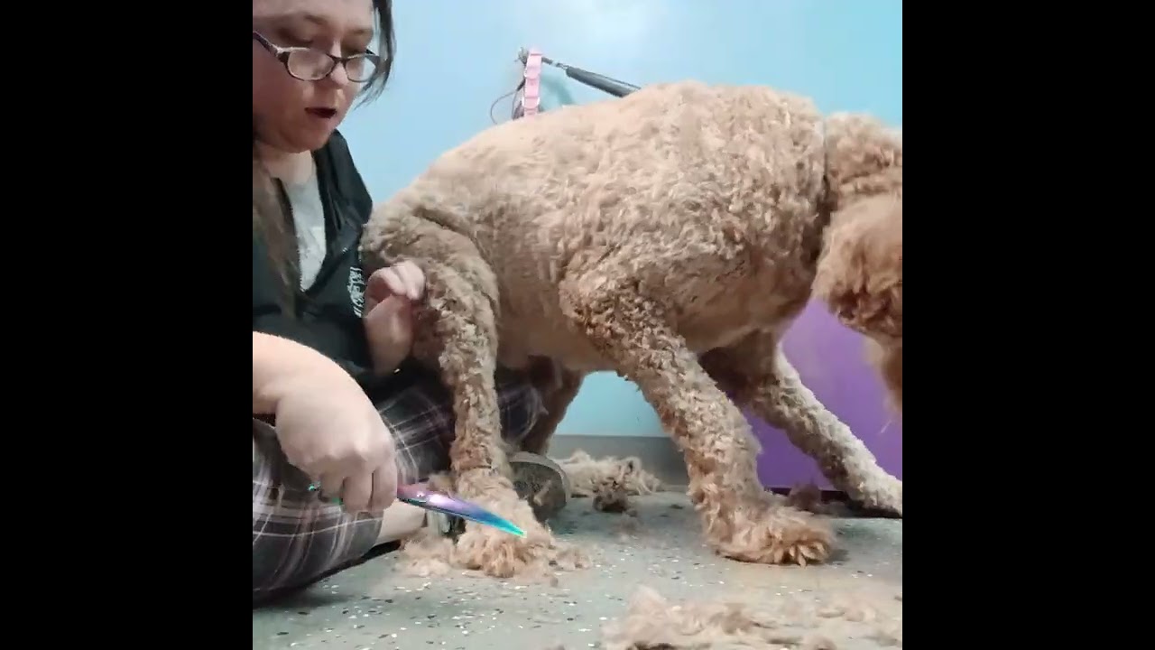 Changing it up for a very Nervous dog 
