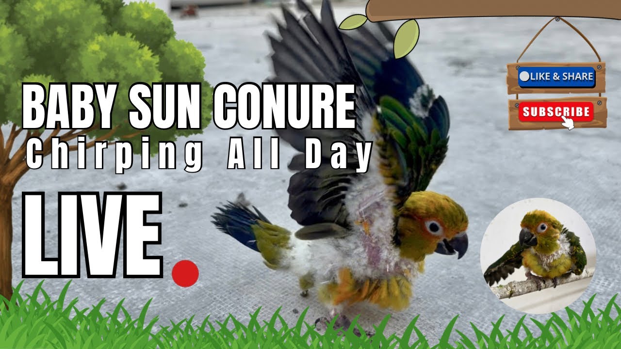 Parrot chirping all day.❤️