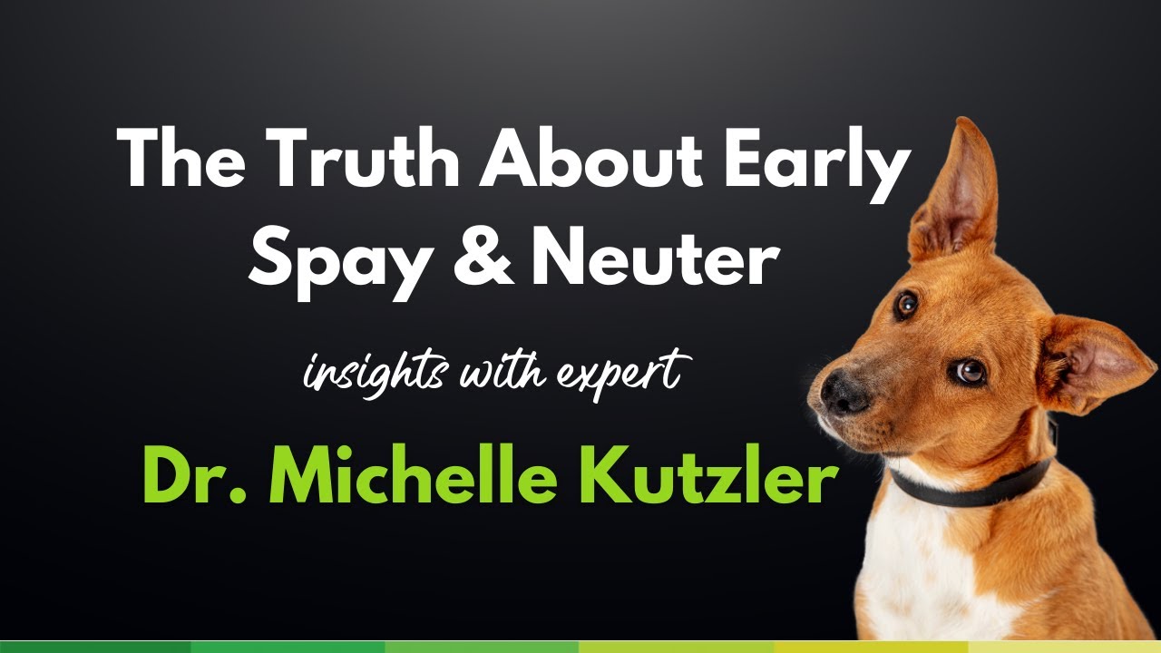 The Truth About Early Spay and Neuter with Dr. Michelle Kutzler