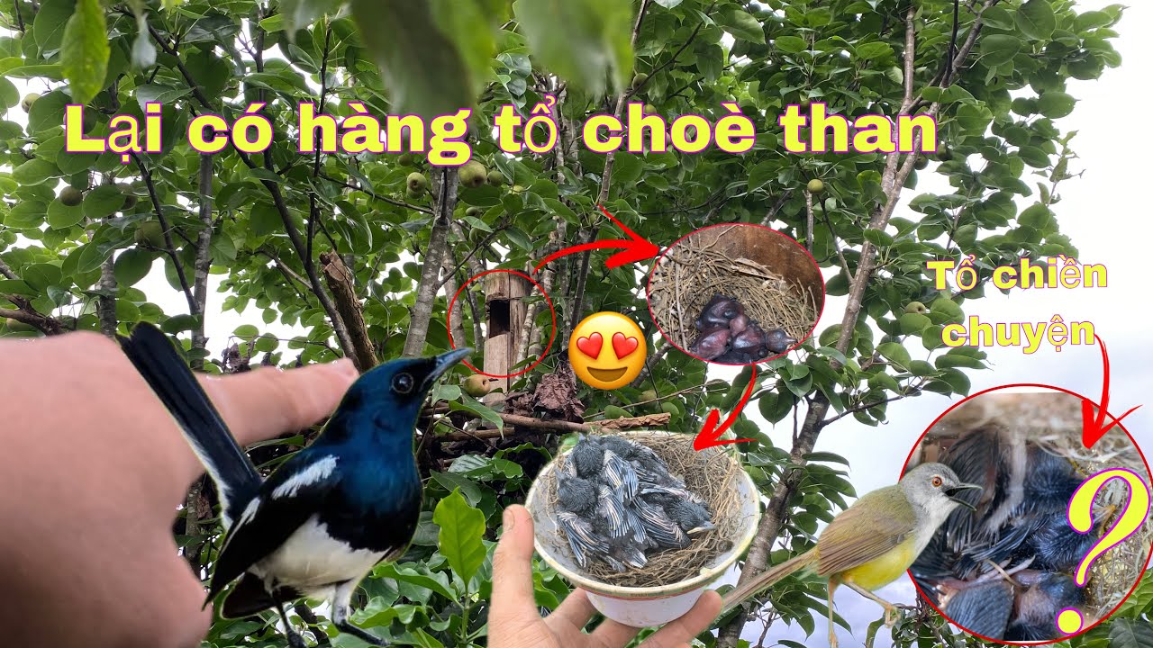 Đi Tìm Tổ Chim Choè Than Cuối Vụ 2025 Cực Chất . Tìm Tổ Chim Choè Than 2025 | Duy Tôm TV