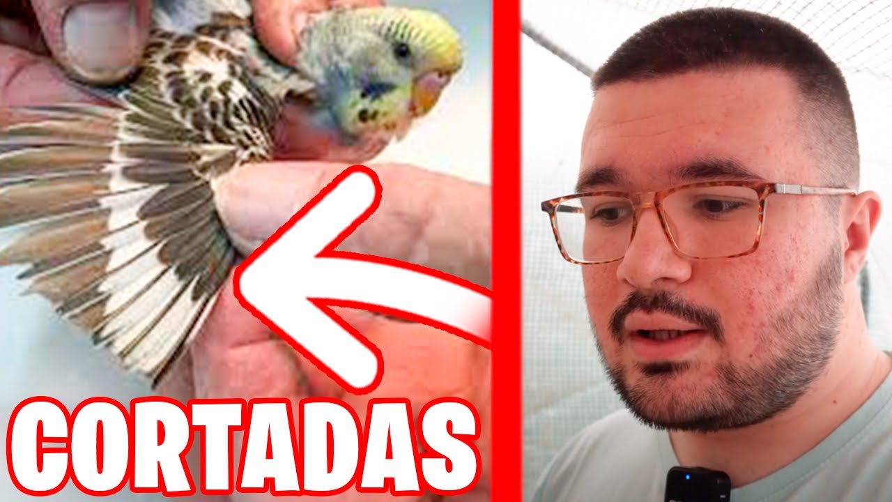 PERIQUITOS CON LAS ALAS CORTADAS EN ESTADOS UNIDOS