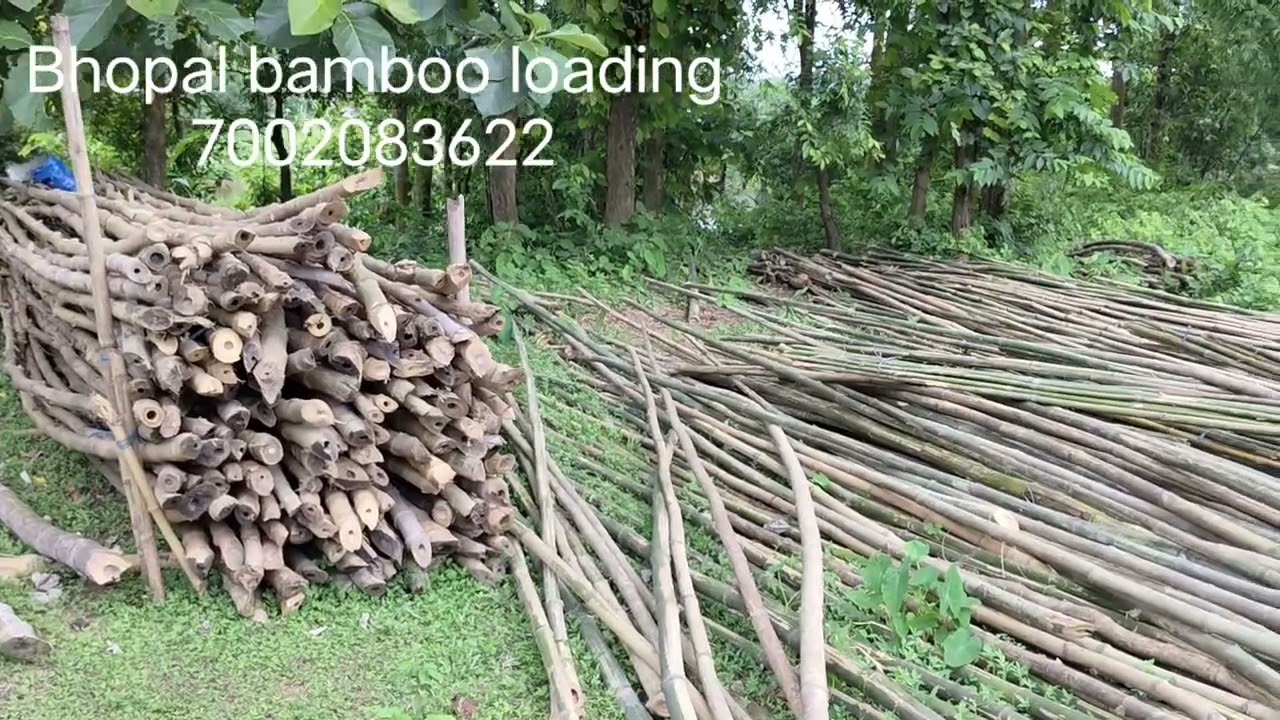 Bhopal bamboo loading #1234$