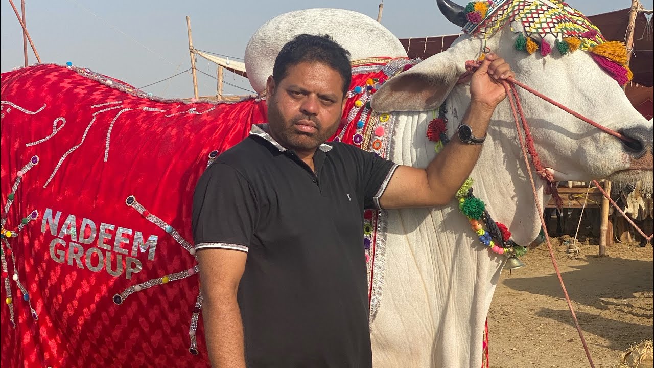 Jalal house Qurbani 2024 Shan E Sibbi ki unloading