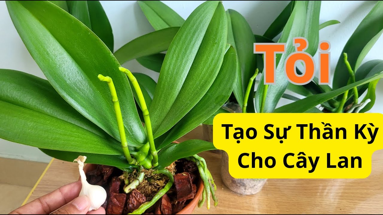 The Incredible Power of Garlic Helps My Orchid Grow More Roots and Flowers Than Expected
