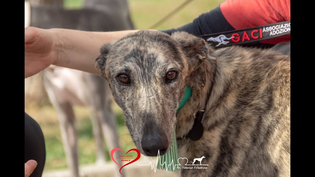 GACI - 16 Marzo 2019 arrivo 20 Galgos