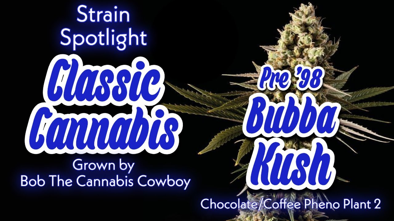 Pre 98 Bubba Kush - Strain Spotlight ( I GREW THIS! ) Classic Cannabis