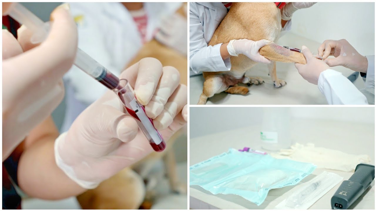 COLETA DE SANGUE EM CÃES | Como realizar coleta para exames hematológicos?