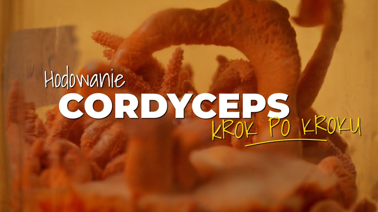 Hodowanie Cordyceps Militaris w Domu | Krok Po Kroku