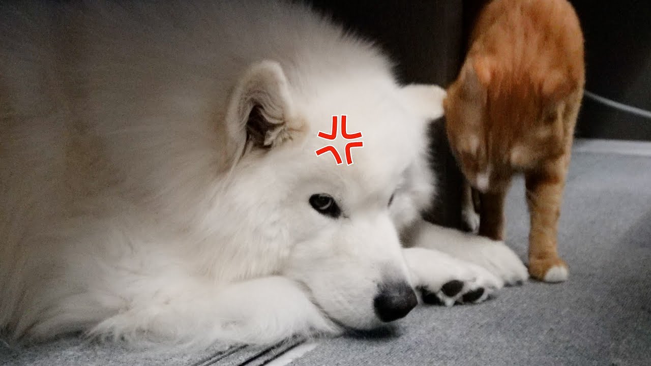 Милки меня постоянно игнорирует... Он точно расстроился😱😱
