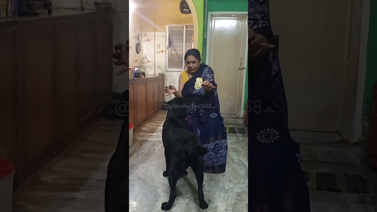 My Labrador Rani video 750 #dogbreeds #labrador #dog #doglove #doglife #cutedog @Purnimadas0968 