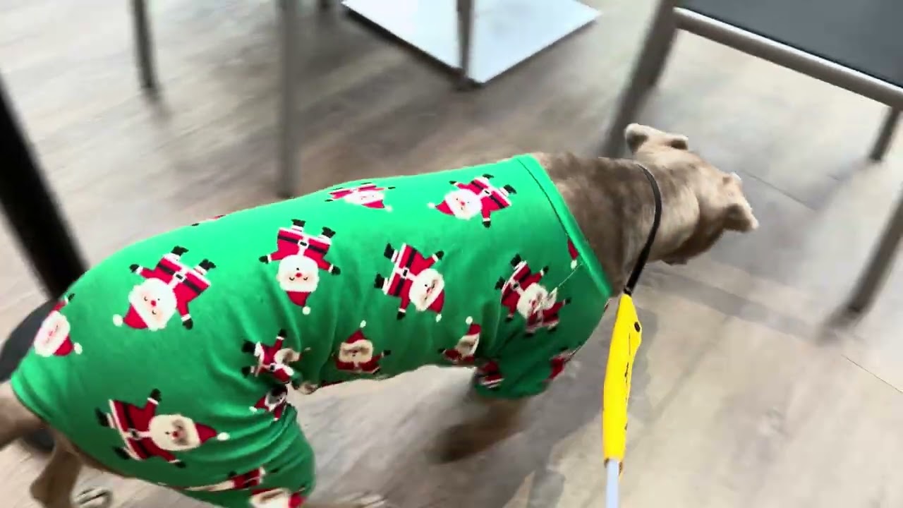 Foster Dog Days 5 & 6: Training Progress, Setbacks & Two Big Outings