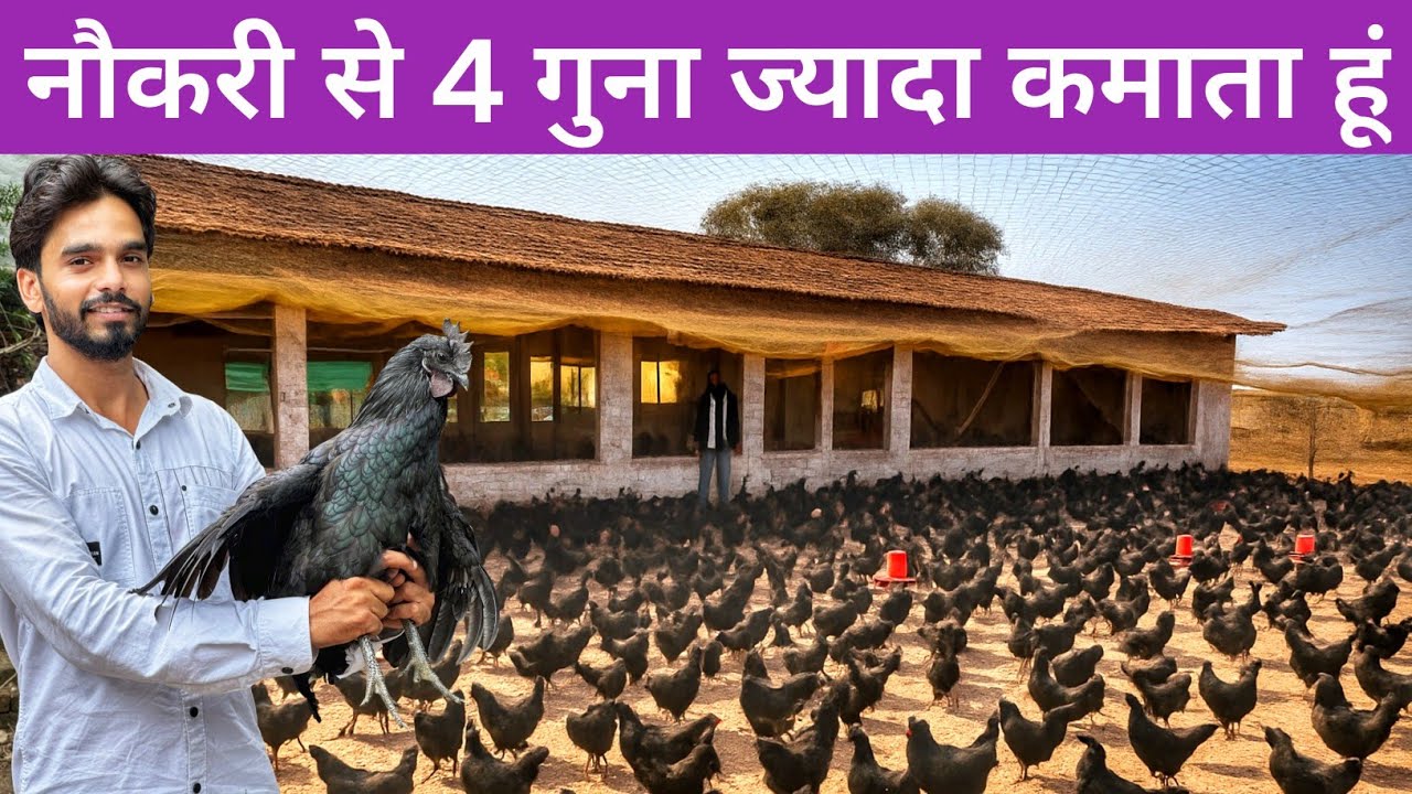 दिल्ली में देशी मुर्गी पालन से अच्छा कमाता युवा | Kadaknath Chicken | Black Australorp Chicken