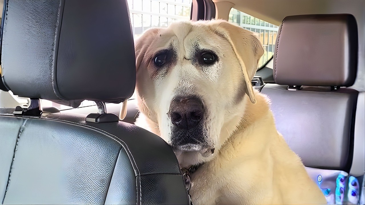 Everyone hated that dog because it was ugly. A woman noticed its beauty.