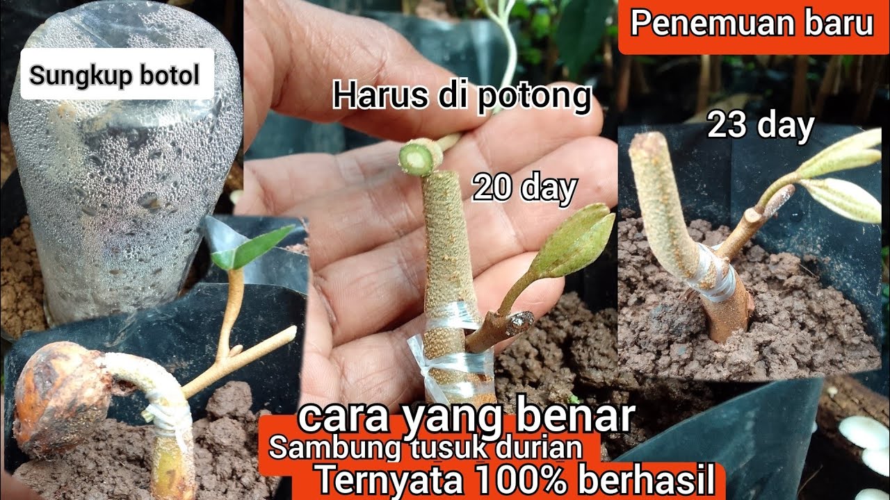 PENEMUAN BARU SAMBUNG TUSUK DURIAN YANG 100% BERHASIL