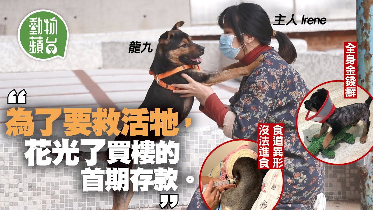 花光首期存款為救心愛狗狗 愛犬先天食道異形無法進食再患皮膚病：「只要牠活着，甚麼都願意」#動物蘋台─果籽 香港 Apple Daily─原刊日期：20201227