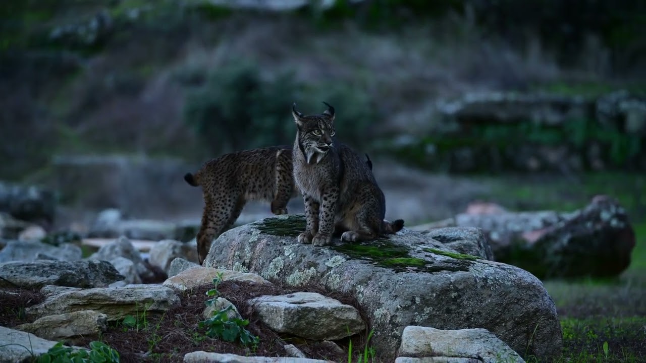 The Iberian Lynx