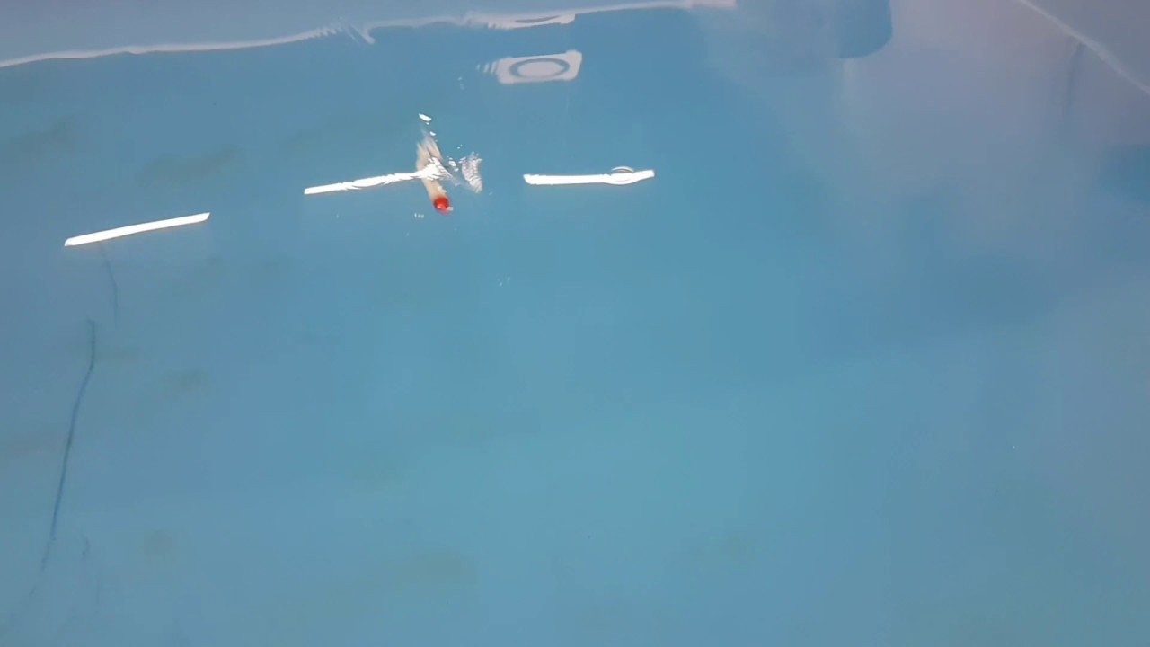 Nuoto del Grissino in vasca