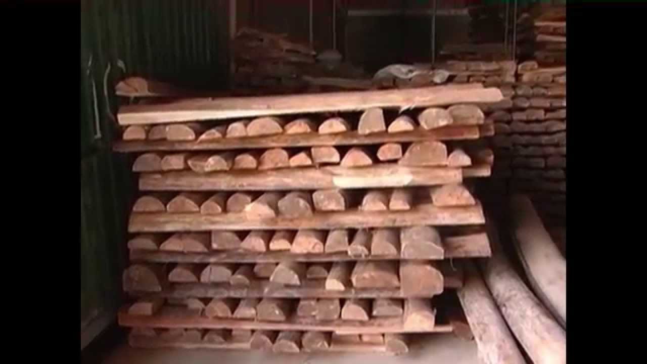 Producción de Balso, Madera de Balsa - TvAgro By Juan Gonzalo Angel