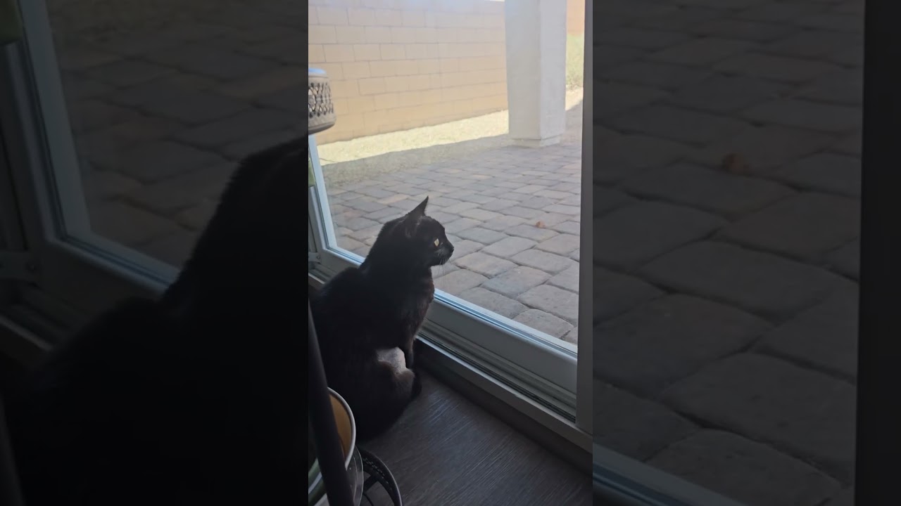 Quiet Observer