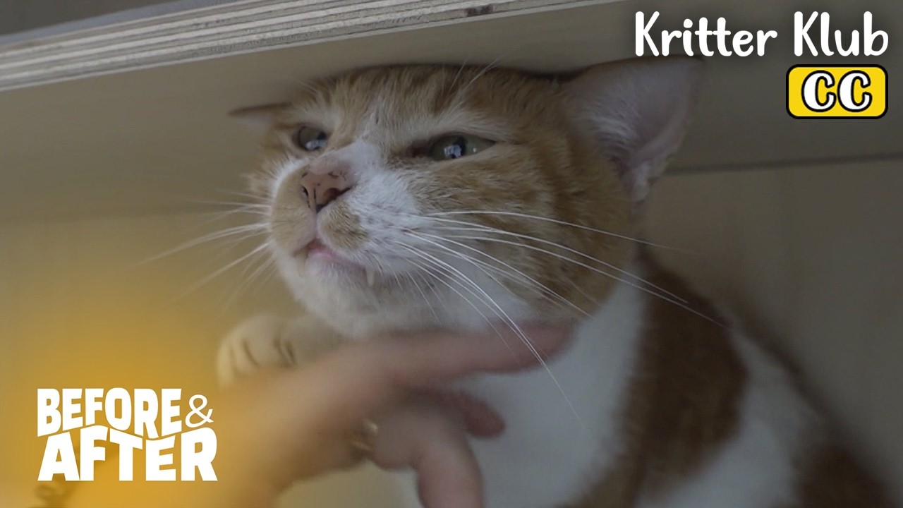 My Cat Won’t Come Out Of The Closet… Why? I Before & After Ep 138