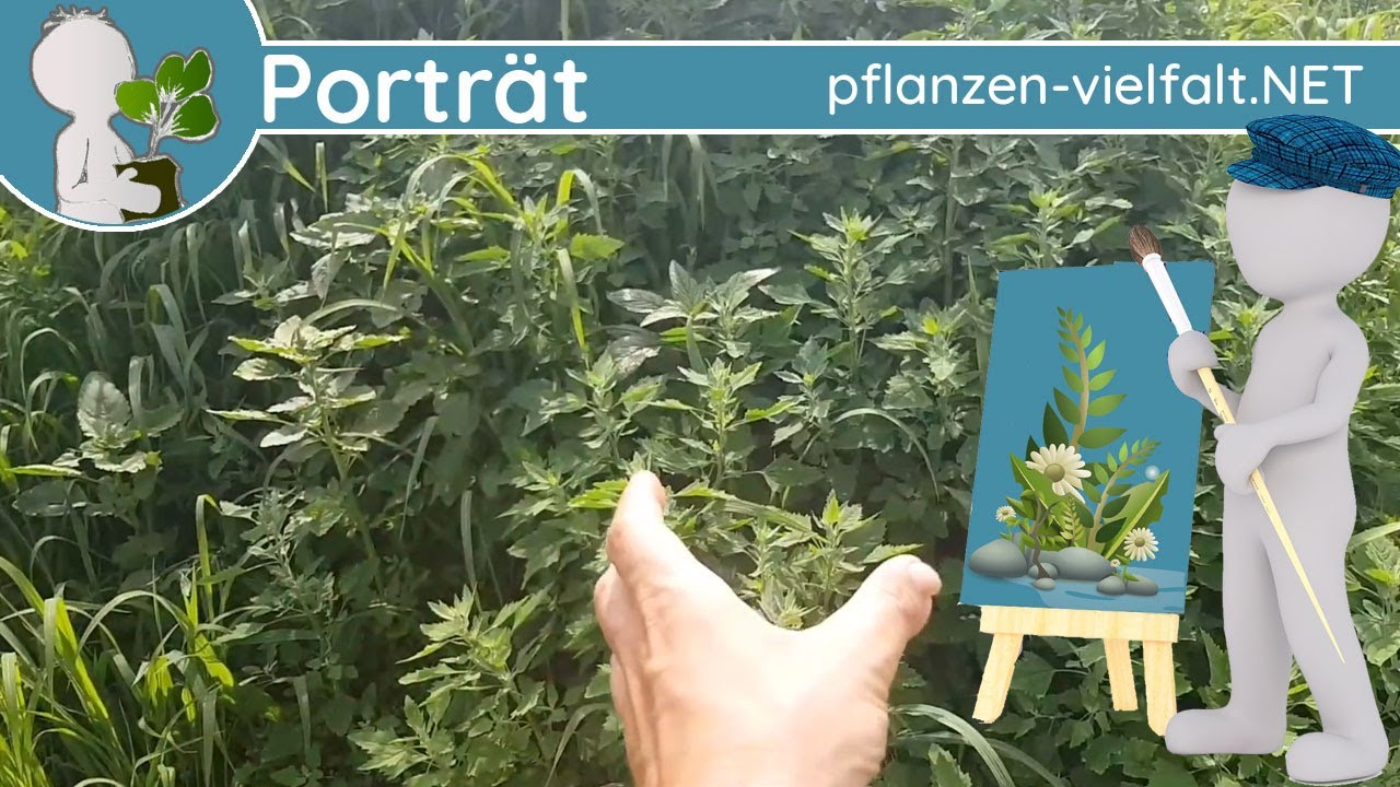 🖼️ Porträt 168 - Gänsefüße/Melden (Chenopodium/Atriplex) - Wildpflanzen-Steckbrief (Essbar)