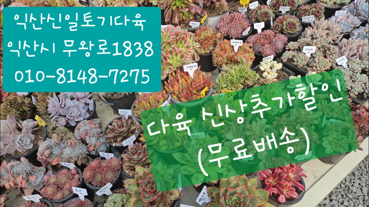 (익산신일토기다육)#다육판매#010-8148-7275#다육신상추가할인판매♡택배#무료배송