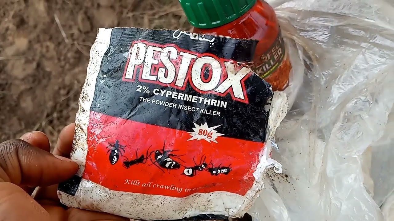 Do this before planting yam and the results will amaze you.