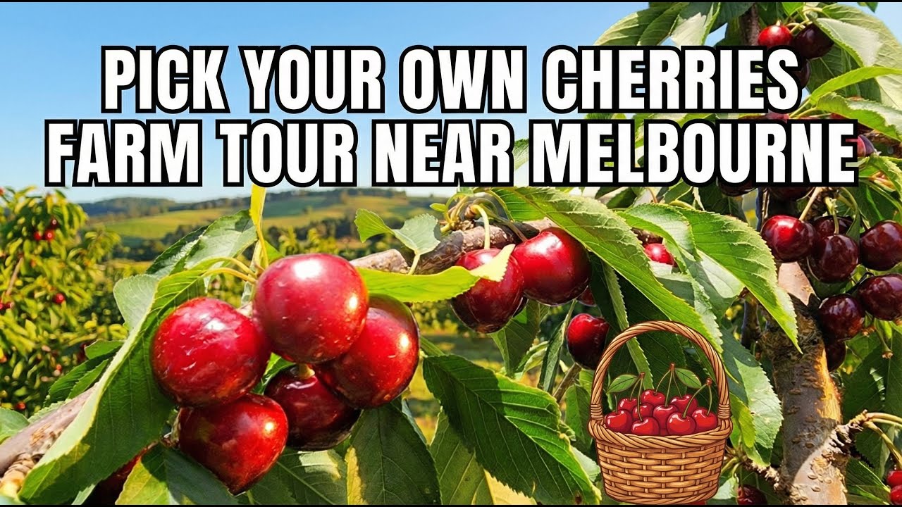 🍒 Pick Your Own Cherries Farm Tour Near Melbourne, VIC, Australia 🍒