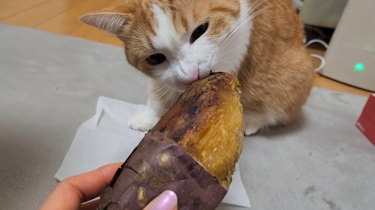 芋をペロペロ
