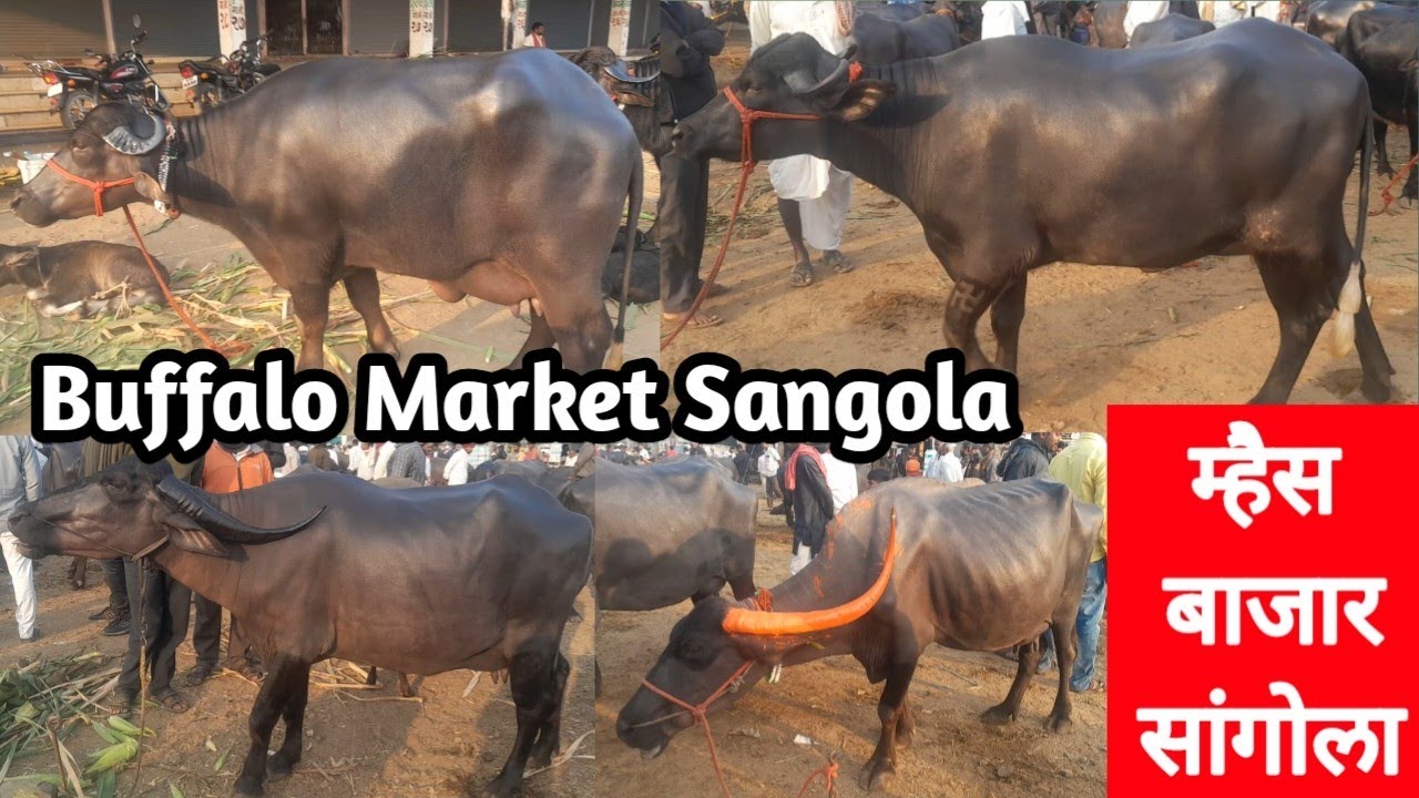 म्हैस बाजार सांगोला Buffalo Market Sangola