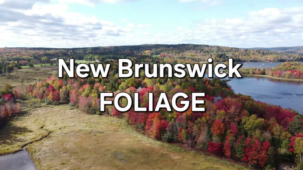 FALL FOLIAGE / DRONE FOOTAGE / SPIRITUAL ACOUSTIC MUSIC / 1 HOUR