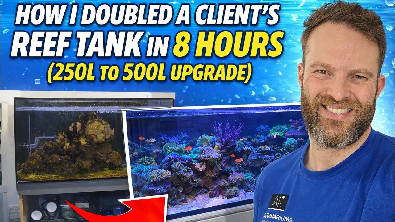 How I Doubled a Client's Reef Tank in 8 Hours (250L to 500L Upgrade)