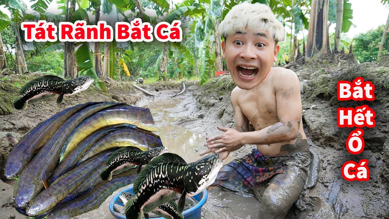 Cáo Ca - Cáo Ca - Dùng Máy Bơm Tát Rãnh Bắt Đàn Cá Cực Khủng || Tát Ao Bắt Cá