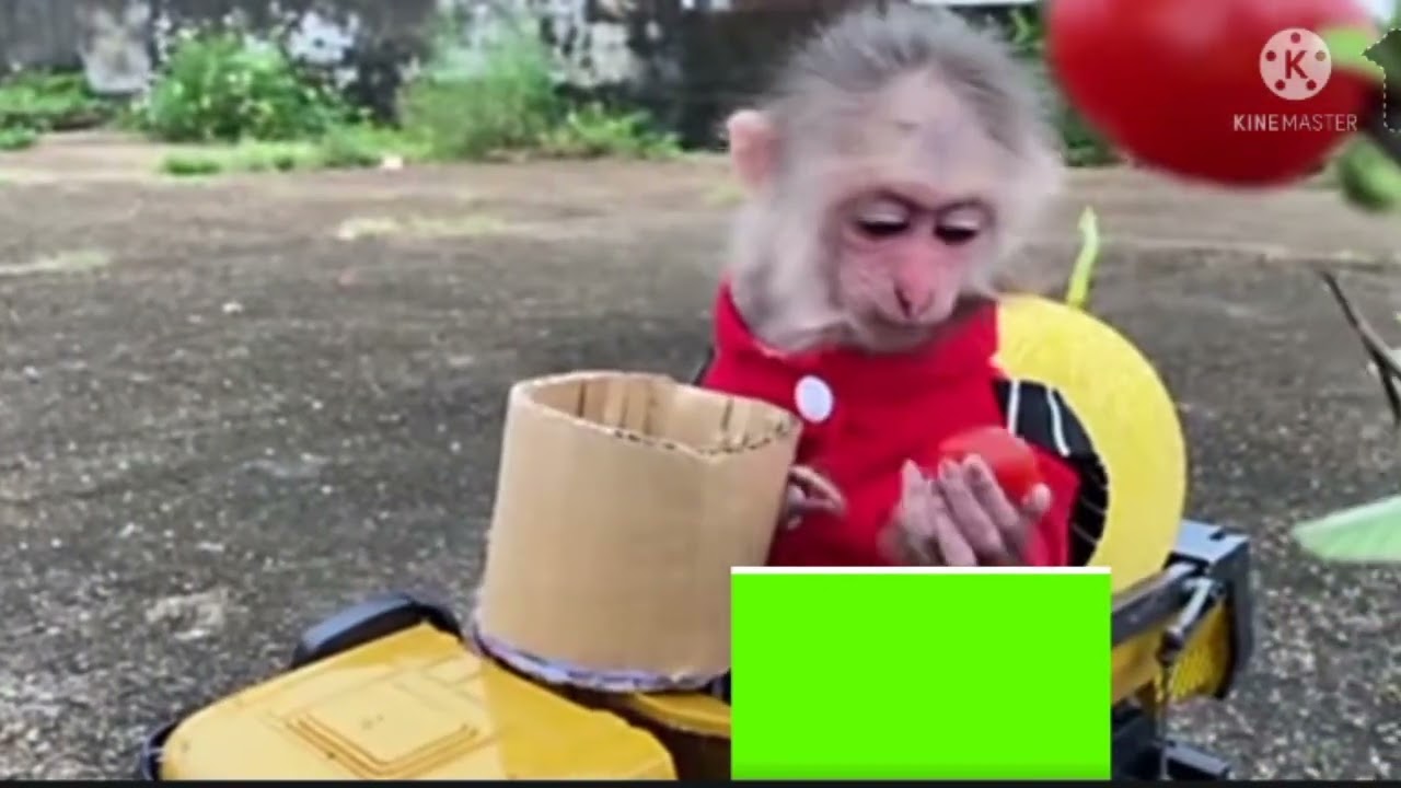 BiBi goes to harvest fuist to monkey Animal monkey Home#Animal/             #Animal#monkey #