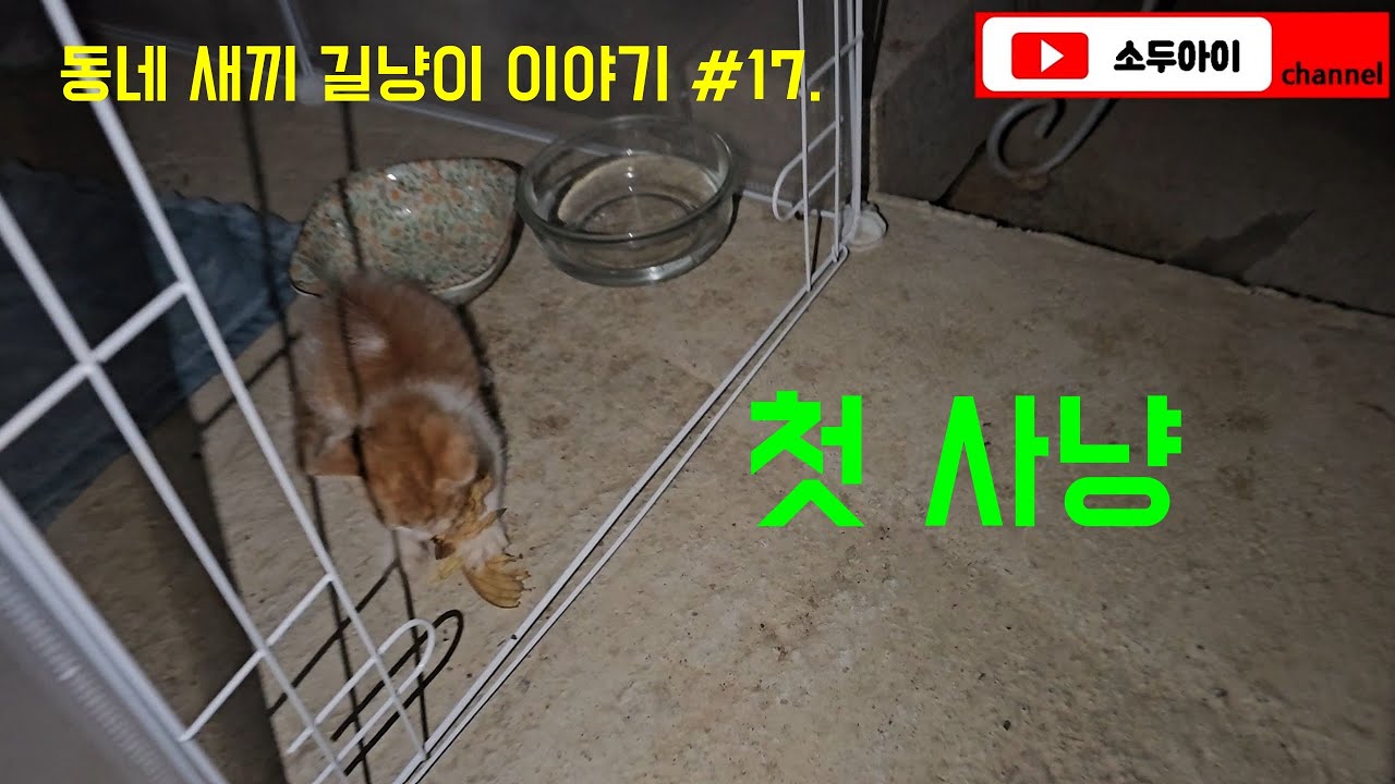 첫사냥 / 동네 새끼 길냥이 이야기 #16. #길고양이 #길냥이 #새끼고양이 #새끼길고양이 #간택 #고양이간택 #kitten #kittenrescue #cat