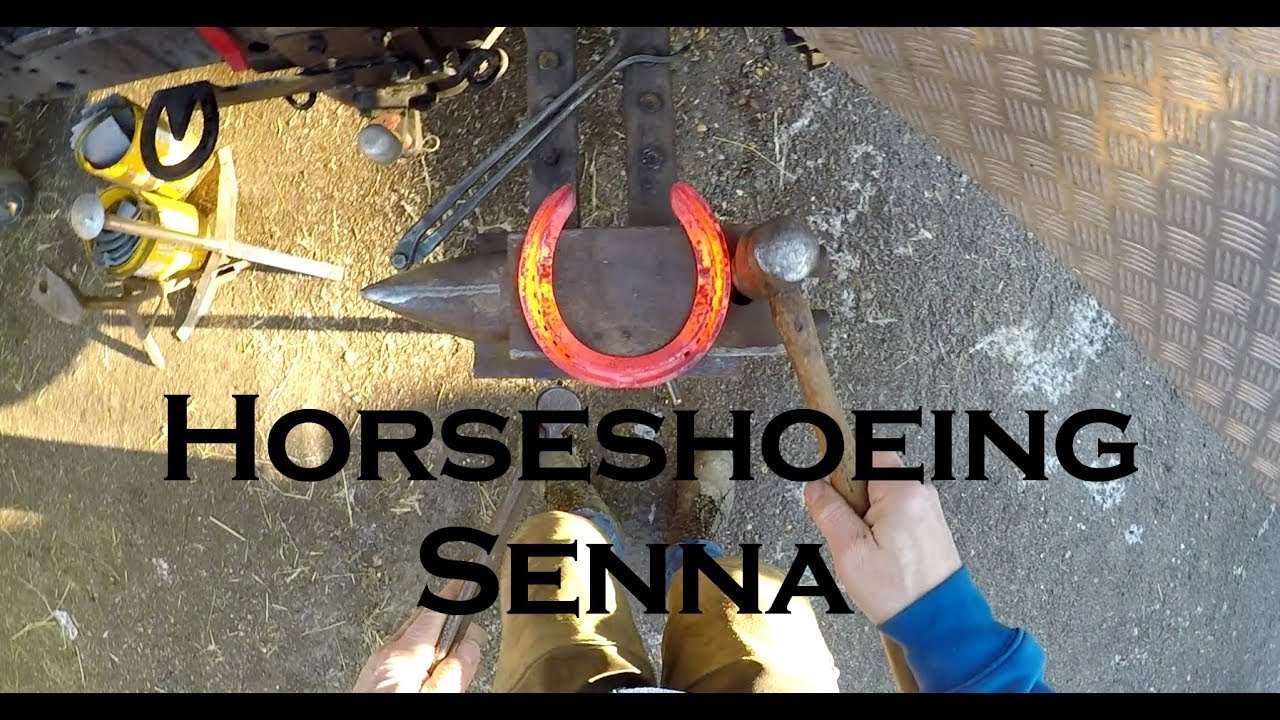 Horseshoeing Senna
