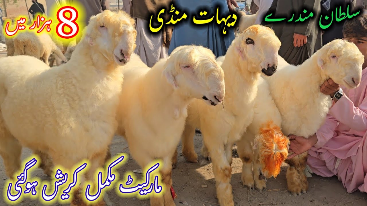 26 February 2026  ممکمل معلومات دیہات والی منڈی سلطان مندرے چھترے اور مندری بھیڑیں خریدیں 