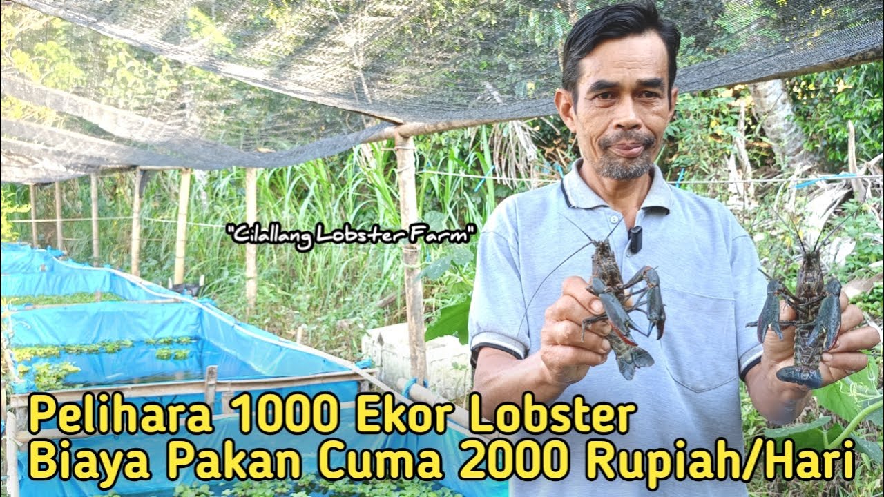 Hasilkan Uang dari Rumah Dengan Budidaya Lobster Air Tawar ! Permintaan Banyak, Harga Jual Mahal !