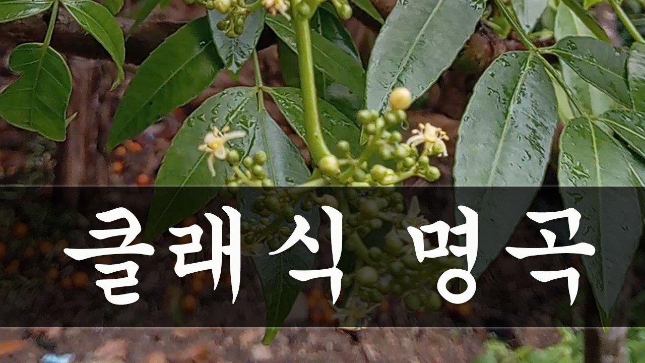[광고없음][NO ADS] 한국인이 좋아하는 클래식 명곡 베스트  🎧 마음을 위로해주는 클래식 모음🎧 힐링 클래식｜수면 클래식 명곡
