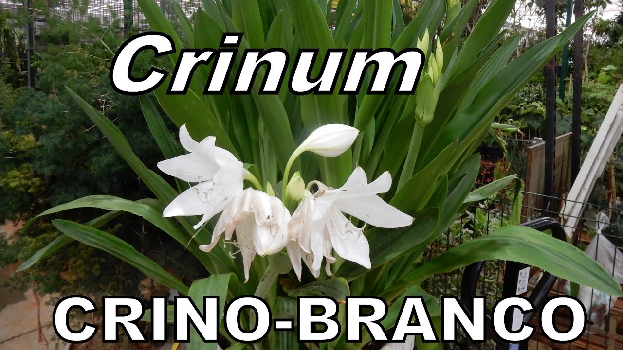 CRINO- BRANCO