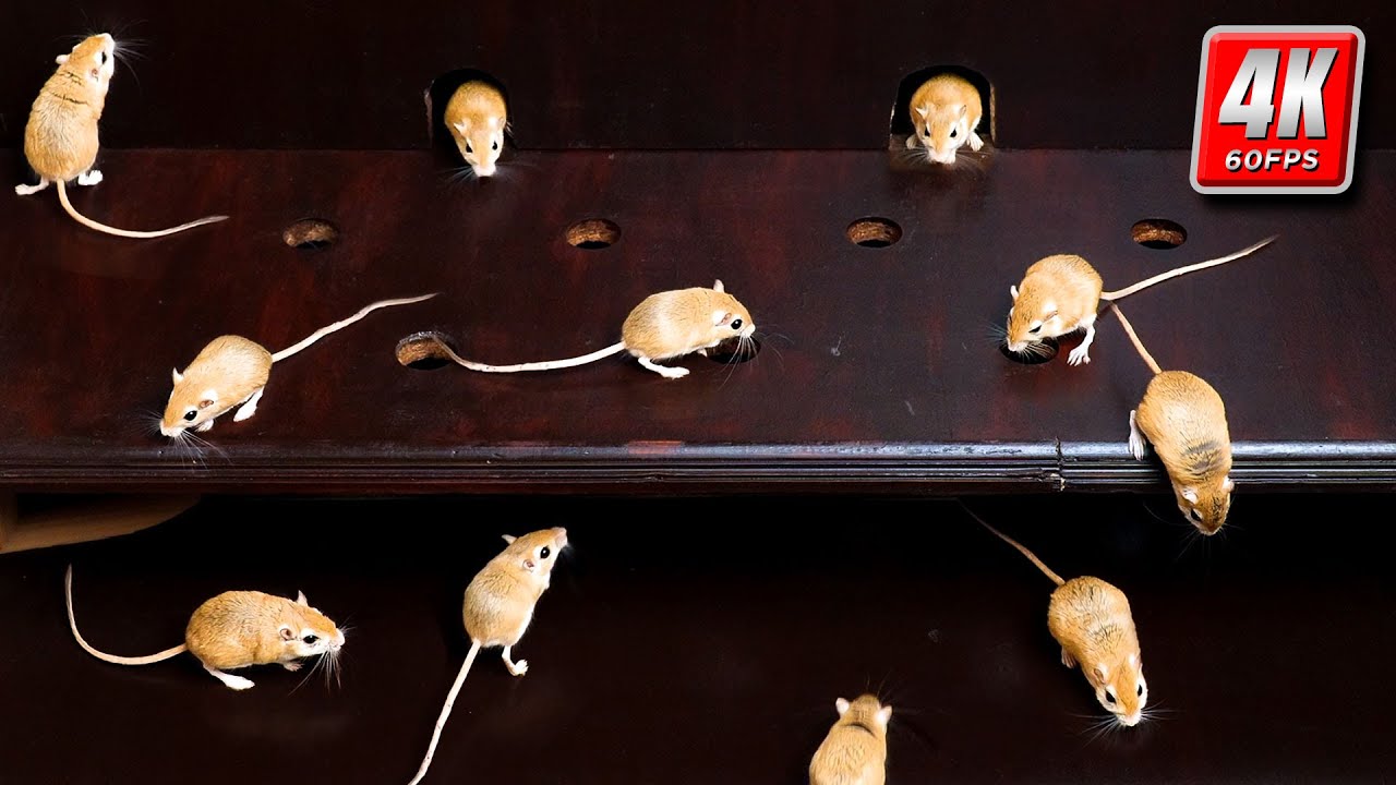 Cat TV Mouse | 8 Hours of Realistic Mouse Hole Action | 4K 60FPS