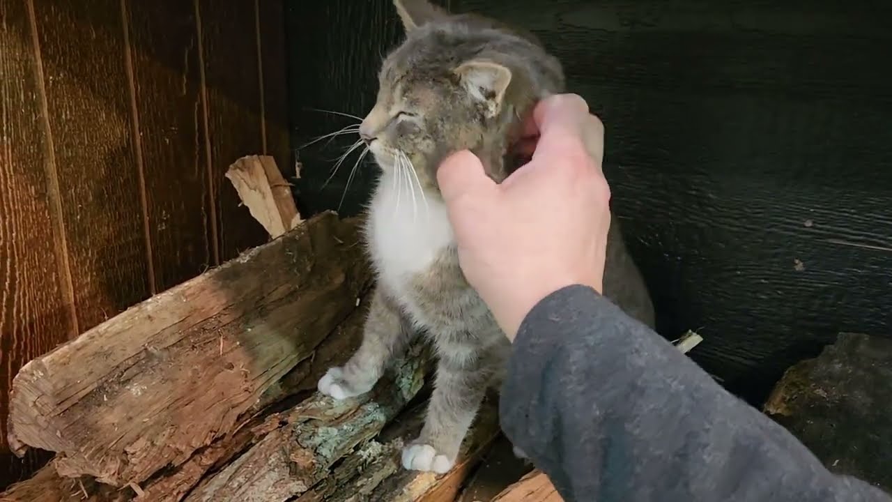 Stray Cat gets Adopted
