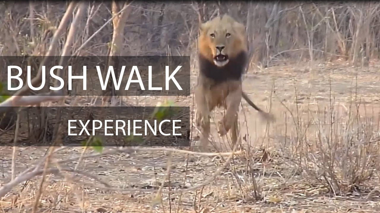 Bush walk experience in Africa