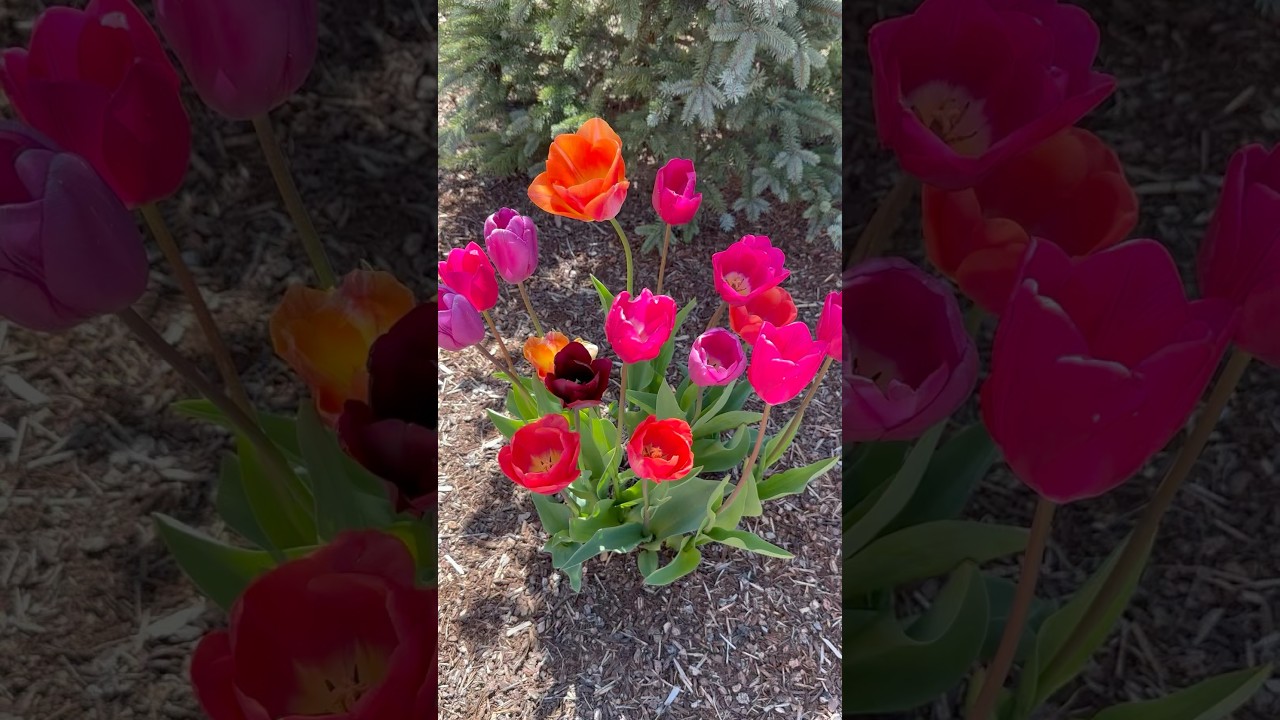 Colorful Tulips 💐 #tulip #flowers #garden #nature #spring #viralvideo