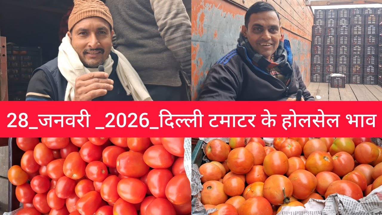 January 28, 2026 दिल्ली 🍅टमाटर के भाव azadpur Delhi mandi today #tomatomarket #delhitomatomarket
