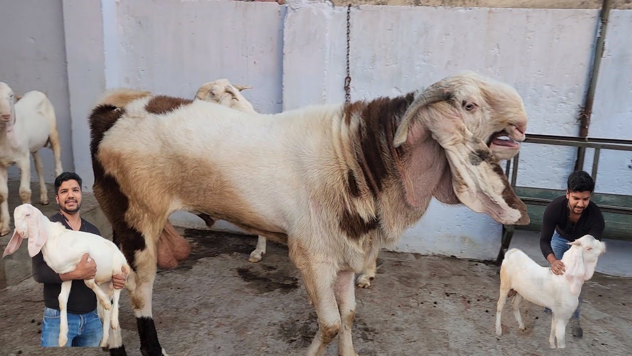 Delhi Main Top Hyderabadi Patira Breeding Setup | Gufran Bhai | Next Level Saukh.